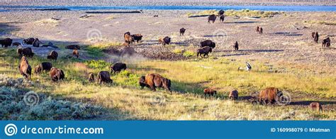 Il regime alimentare che siamo soliti chiamare dieta mediterranea è generalmente adatto per il ciclista di livello medio. Alimentazione Con Bisonte Nel Parco Nazionale Di ...