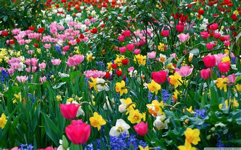 Download Spring Screensavers And Wallpaper By Daltons34 Free