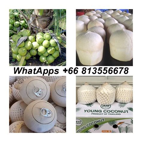 Buy Fresh Young Coconut Fresh Coconut Fresh Namhom Coconut Easy