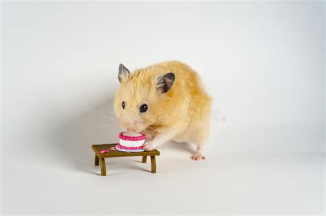 Cute Hamster Eating Cake On White Background Stock Photo Image Of