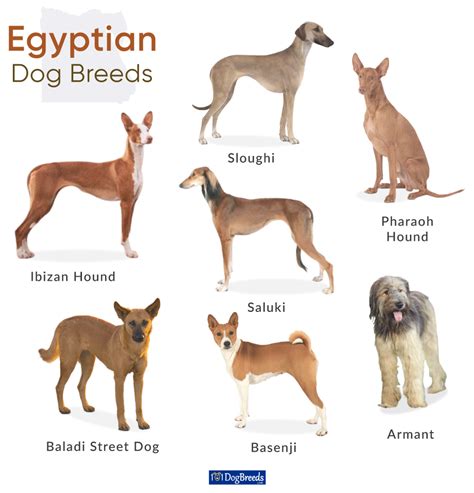 List Of Egyptian Dog Breeds With Pictures