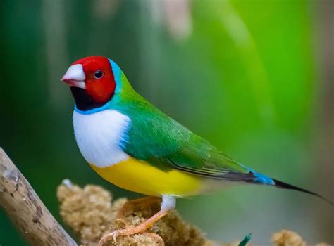 How to attract more wild birds into your garden. How Can I Get Wild Birds to Come Into My Garden? - Bird ...