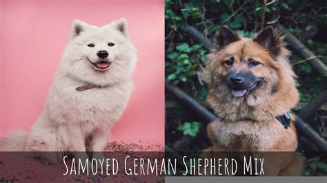 All You Need To Know About The Samoyed German Shepherd Mix All About