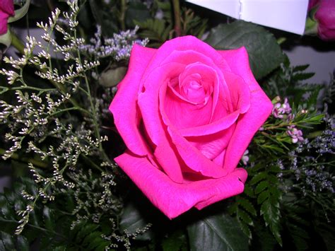 Filepretty Pink Rose Wikimedia Commons
