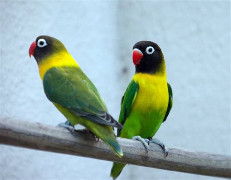 Although they have been observed in the wild in puerto rico, they are probably the result of escaped. yellow-collared lovebird (Agapornis personatus), also ...