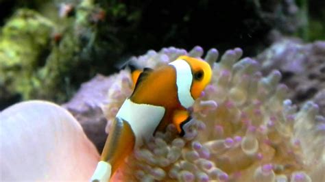 Clownfish And Anemone Youtube