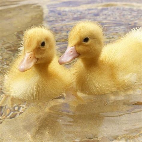 Ducks also need a lot to drink each day. Don't Be Sad, Look At These Baby Ducks - Barnorama