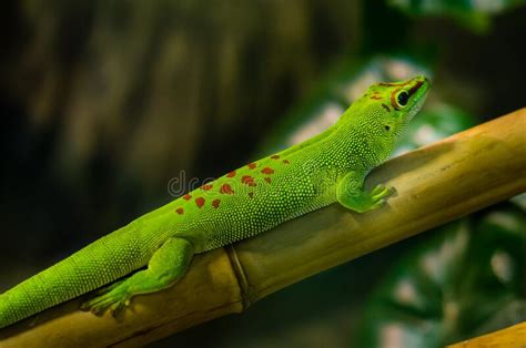 Phelsuma Madagascariensis Is A Species Of Day Gecko That Lives In