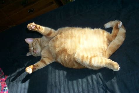 Top 12 Fat Cats That Are Just Too Tired To Deal With The World Cathour