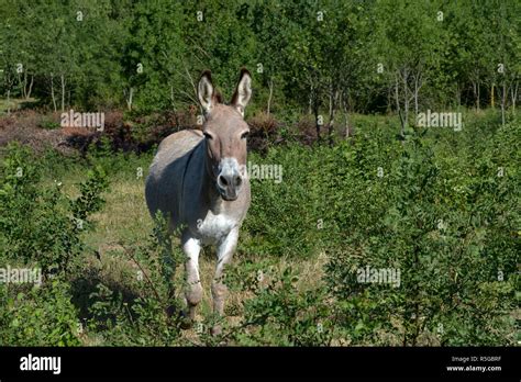 Donkeys In The Pasture Stock Photo Alamy