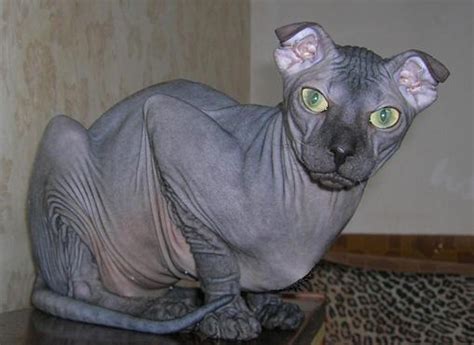 ukrainian levkoy cat breed selector