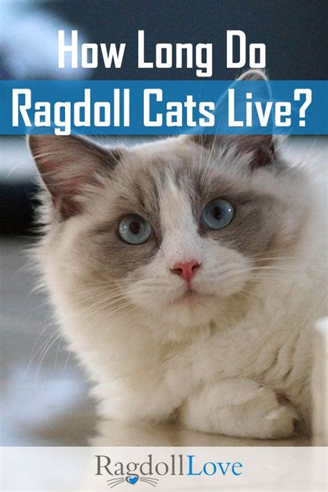 Good news for cat lovers: How Long Do Ragdoll Cats Live? | Ragdoll cat breed, Cats ...