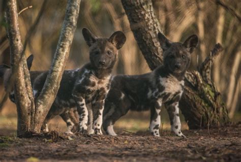 Playful African Painted Dog Pups Make Their Debut Zooborns