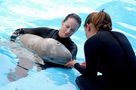 This number of years is determined mainly from the. Baby Beluga Dies At SeaWorld After 3 Weeks In A Tank