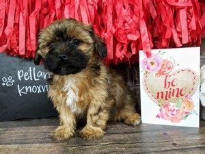 He is a social butterfly ready to greet everyone who comes his way. Dogs and Puppies For Sale - Petland Knoxville Pet Store, TN | Dogs and puppies, Puppies for sale ...