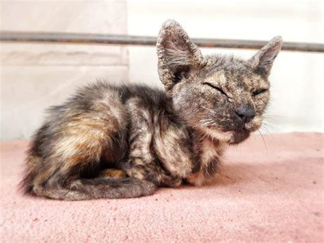 Scabs On A Cats Ears Ear Edge Dermatitis Cat World