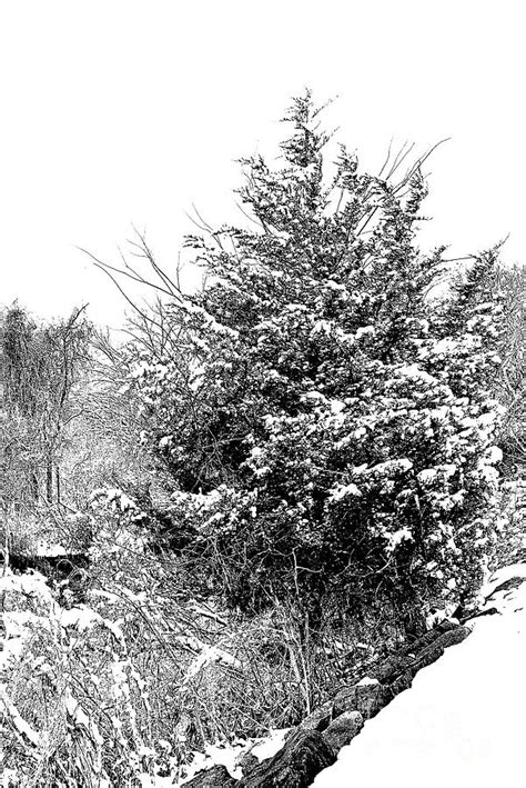 Peaceful Winter Solitude Black And White Photograph By Regina Geoghan