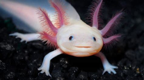 Mexican Axolotls Characteristics Reproduction Hábitats And More