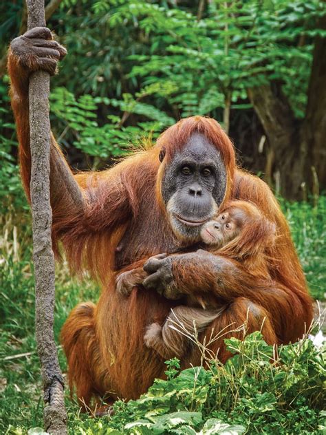 Sumatran Orangutan Saint Louis Zoo