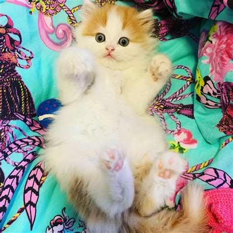Cuteness overload | Kittens, Cats, Cute illustration