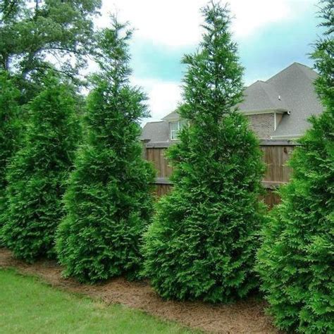 Privacy trees can be a gorgeous option for increasing the privacy in your home and yards. Thuja Green Giant | Thuja Green Giant For Sale ...