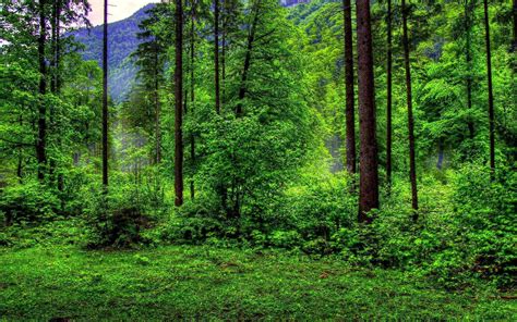Forest Green Backgrounds Wallpaper Cave