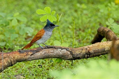 indian paradise flycatcher terpsiphone paradisi is a medium sized passerine bird native to asia