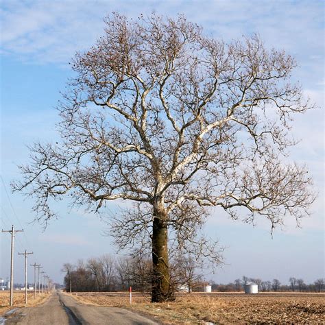 Sycamore Tree Pictures Images Photos Facts Of Sycamores