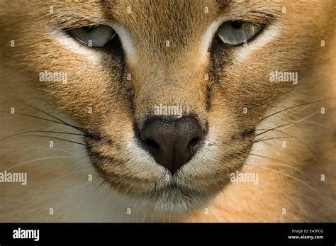 Caracal Face Hi Res Stock Photography And Images Alamy