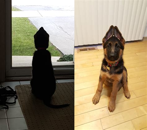 Are German Shepherd Puppy Ears Naturally Floppy Ears Stages