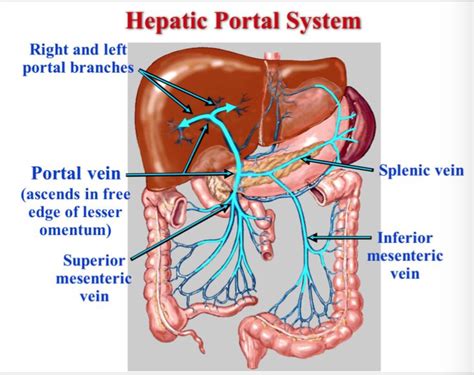 Superior Mesenteric Artery And Vein