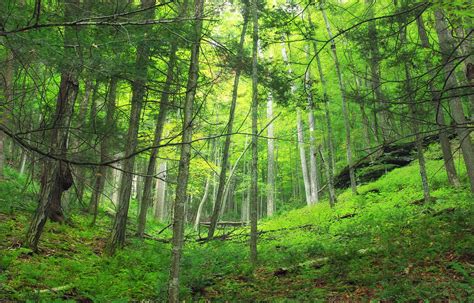 Black Forest Trail Revisited 7 Hemlocknorthern Hardwo Flickr