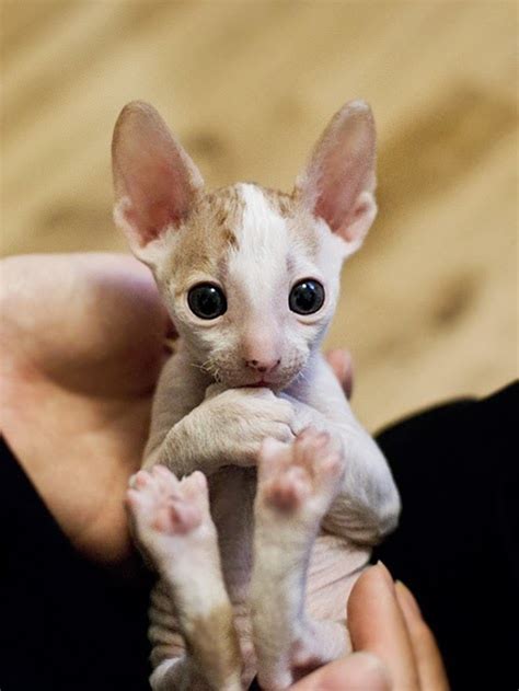 Cats · 1 decade ago. How much does a Cornish Rex Kitten Cost? - Annie Many