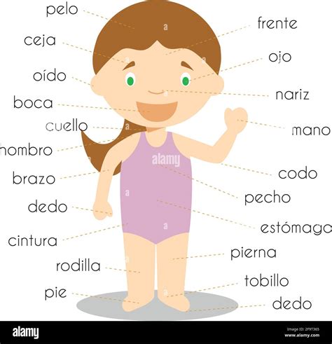 Cuerpo Para Niños En Español