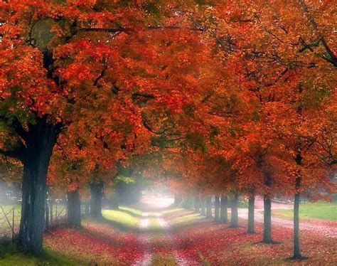 In Autumn Autumn Trees Paths Nature