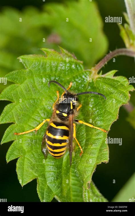 Tree Wasp Wood Wasp Dolichovespula Sylvestris Queen Sitting Of A