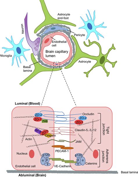 Neuroinflammatory Mechanisms Of Blood Brain Barrier Damage In Ischemic