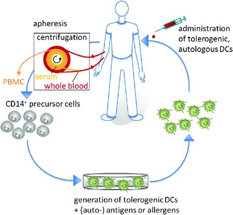 Tolerogenic Dendritic Cells Dcs In Clinical Application For Download Scientific Diagram