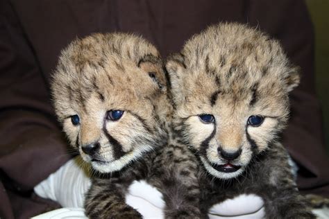 Cheetah Cubs Smithsonian Institution