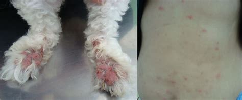 Scabies Figure On The Left A Dog With Erythematous Alopecic And
