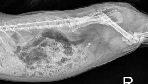 Learn To Read An X Ray Long Beach Animal Hospital Veterinary