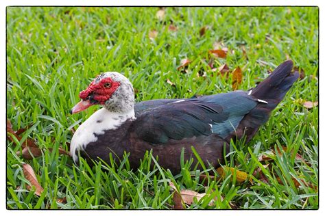 Ugly Duck Muscovy Miami Fl A Photo On Flickriver