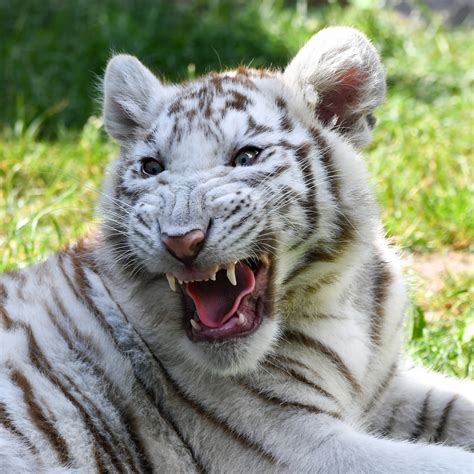 White Tiger Pfp