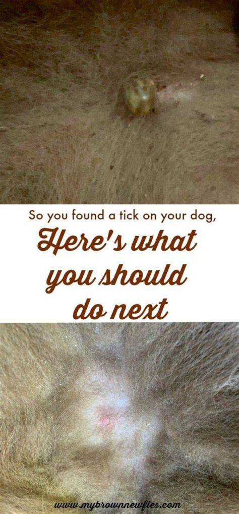 So You Found A Tick On Your Dog Heres What You Should Do Next Ticks