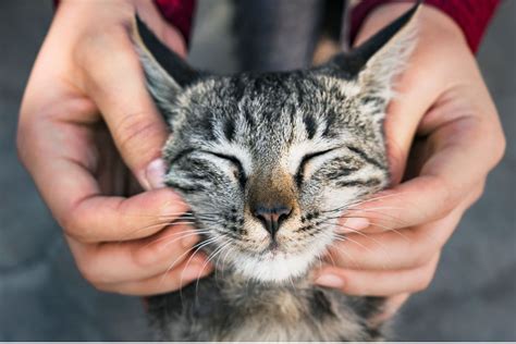 curiosidades sobre gatos que vão te surpreender KitabPet