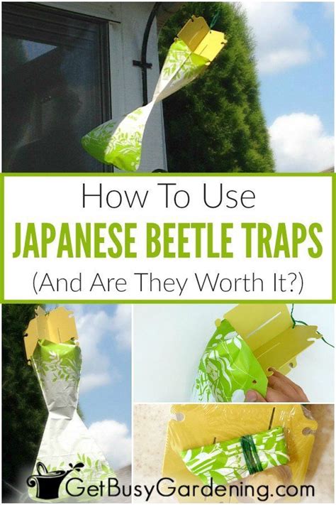 How To Use Japanese Beetle Traps Japanese Beetles