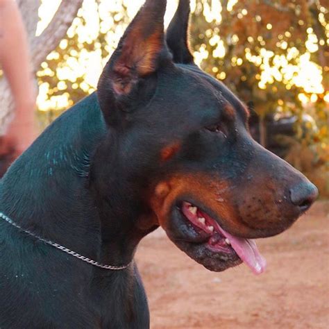 14 Cool Facts You Didnt Know About The Doberman Pinscher Petpress