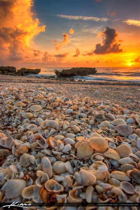 Seashells On Hutchinson Island Beach Stuart Florida Artofit