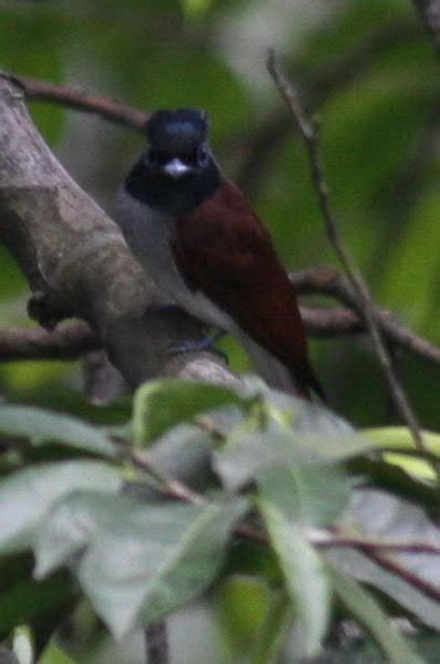 Mike Is The Name Birding Is The Game Birding In Malaysia Malaysian