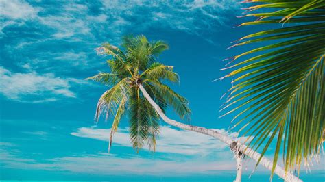 Download Wallpaper 3840x2160 Beach Sea Palm Trees Summer Tropics 4k